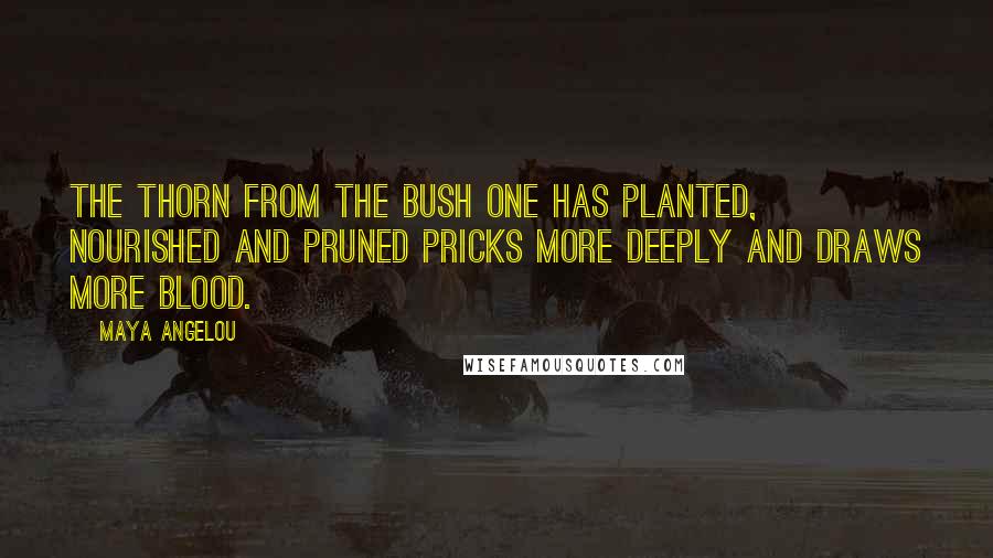 Maya Angelou Quotes: The thorn from the bush one has planted, nourished and pruned pricks more deeply and draws more blood.