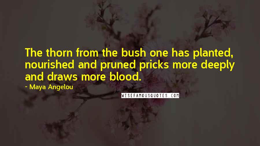 Maya Angelou Quotes: The thorn from the bush one has planted, nourished and pruned pricks more deeply and draws more blood.