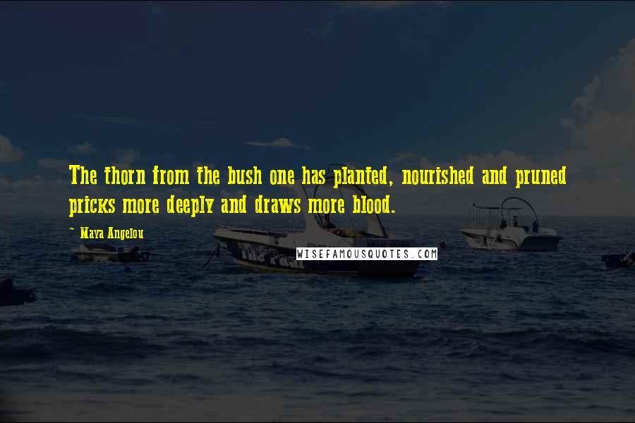 Maya Angelou Quotes: The thorn from the bush one has planted, nourished and pruned pricks more deeply and draws more blood.