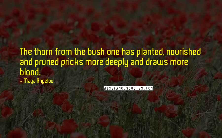 Maya Angelou Quotes: The thorn from the bush one has planted, nourished and pruned pricks more deeply and draws more blood.