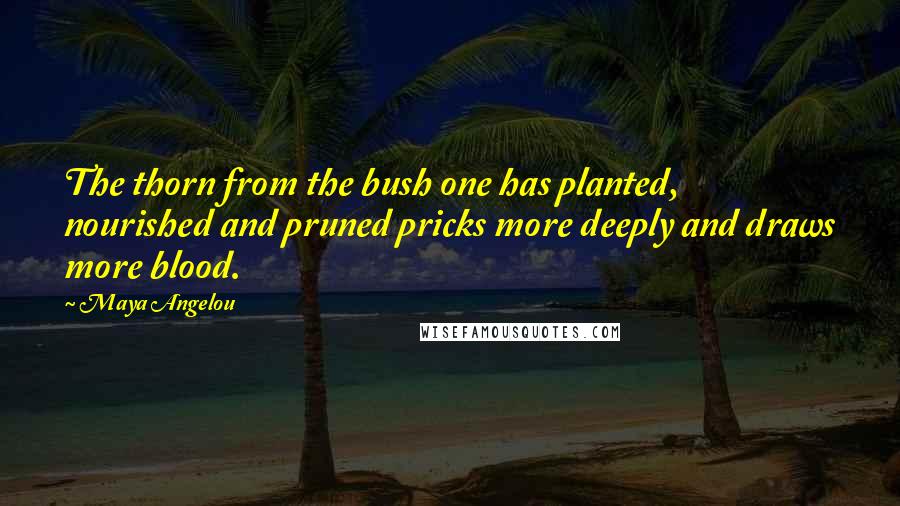 Maya Angelou Quotes: The thorn from the bush one has planted, nourished and pruned pricks more deeply and draws more blood.