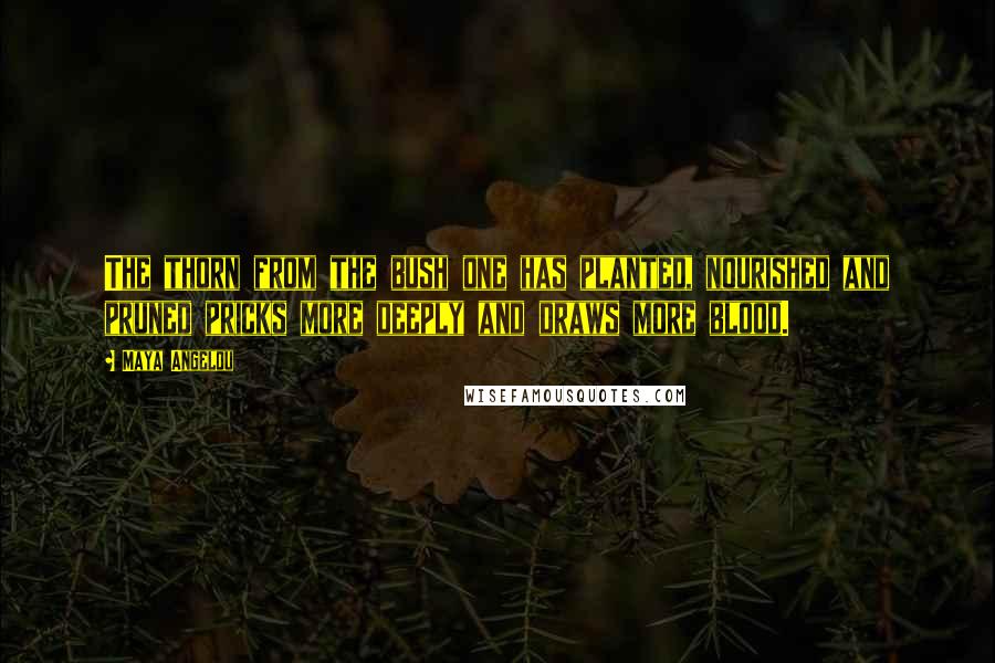 Maya Angelou Quotes: The thorn from the bush one has planted, nourished and pruned pricks more deeply and draws more blood.