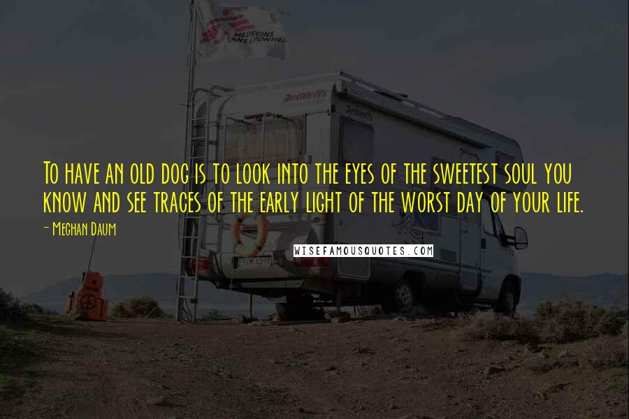 Meghan Daum Quotes: To have an old dog is to look into the eyes of the sweetest soul you know and see traces of the early light of the worst day of your life.