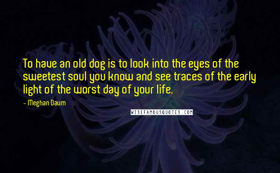 Meghan Daum Quotes: To have an old dog is to look into the eyes of the sweetest soul you know and see traces of the early light of the worst day of your life.