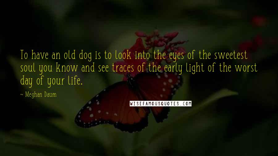 Meghan Daum Quotes: To have an old dog is to look into the eyes of the sweetest soul you know and see traces of the early light of the worst day of your life.