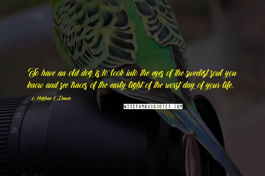 Meghan Daum Quotes: To have an old dog is to look into the eyes of the sweetest soul you know and see traces of the early light of the worst day of your life.