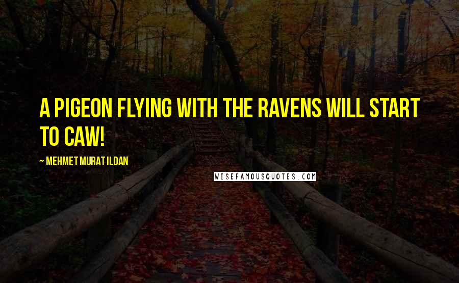 Mehmet Murat Ildan Quotes: A pigeon flying with the ravens will start to caw!