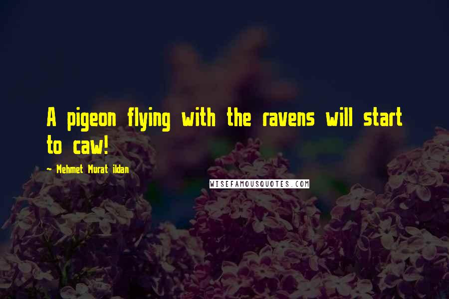 Mehmet Murat Ildan Quotes: A pigeon flying with the ravens will start to caw!