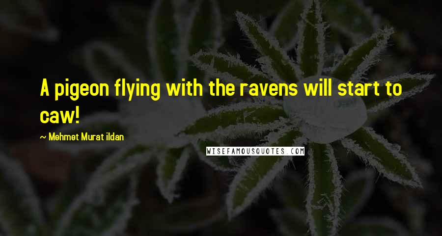 Mehmet Murat Ildan Quotes: A pigeon flying with the ravens will start to caw!