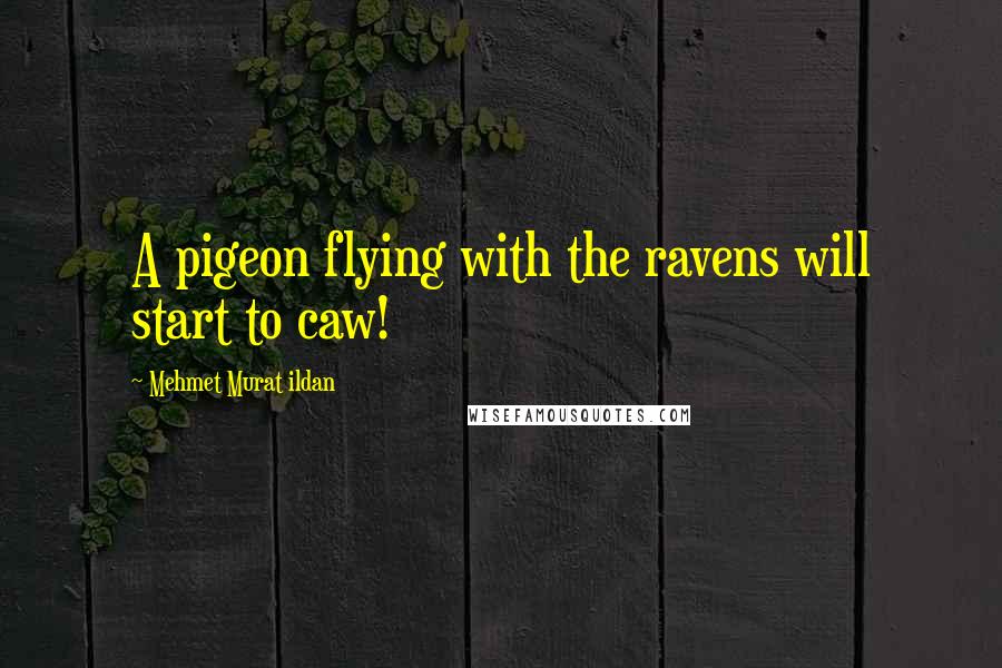 Mehmet Murat Ildan Quotes: A pigeon flying with the ravens will start to caw!