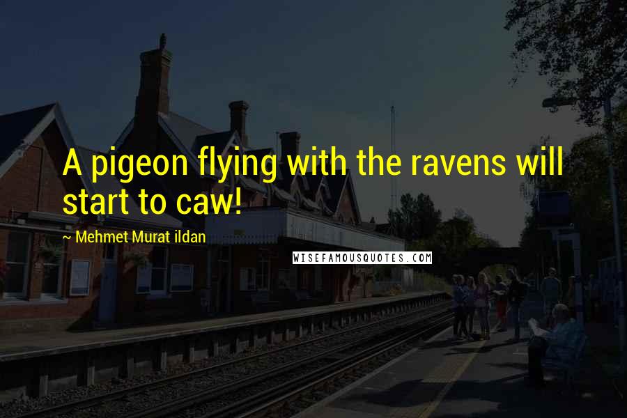 Mehmet Murat Ildan Quotes: A pigeon flying with the ravens will start to caw!