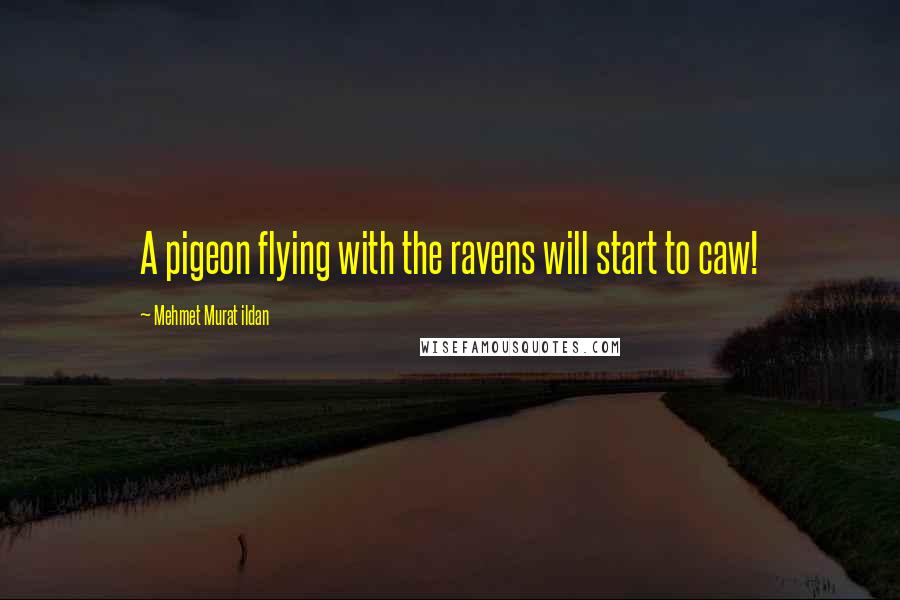 Mehmet Murat Ildan Quotes: A pigeon flying with the ravens will start to caw!