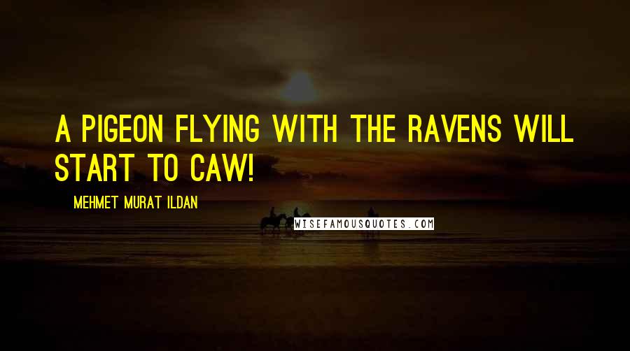 Mehmet Murat Ildan Quotes: A pigeon flying with the ravens will start to caw!