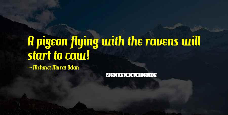 Mehmet Murat Ildan Quotes: A pigeon flying with the ravens will start to caw!
