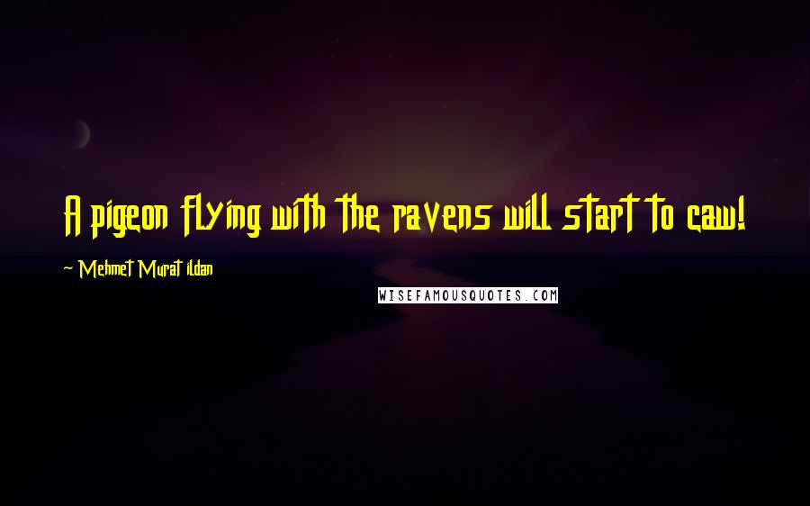 Mehmet Murat Ildan Quotes: A pigeon flying with the ravens will start to caw!