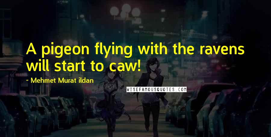 Mehmet Murat Ildan Quotes: A pigeon flying with the ravens will start to caw!