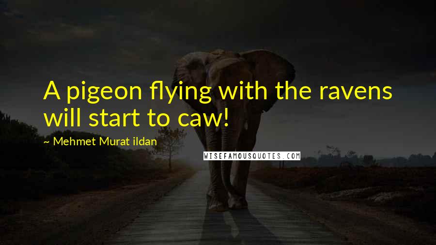 Mehmet Murat Ildan Quotes: A pigeon flying with the ravens will start to caw!