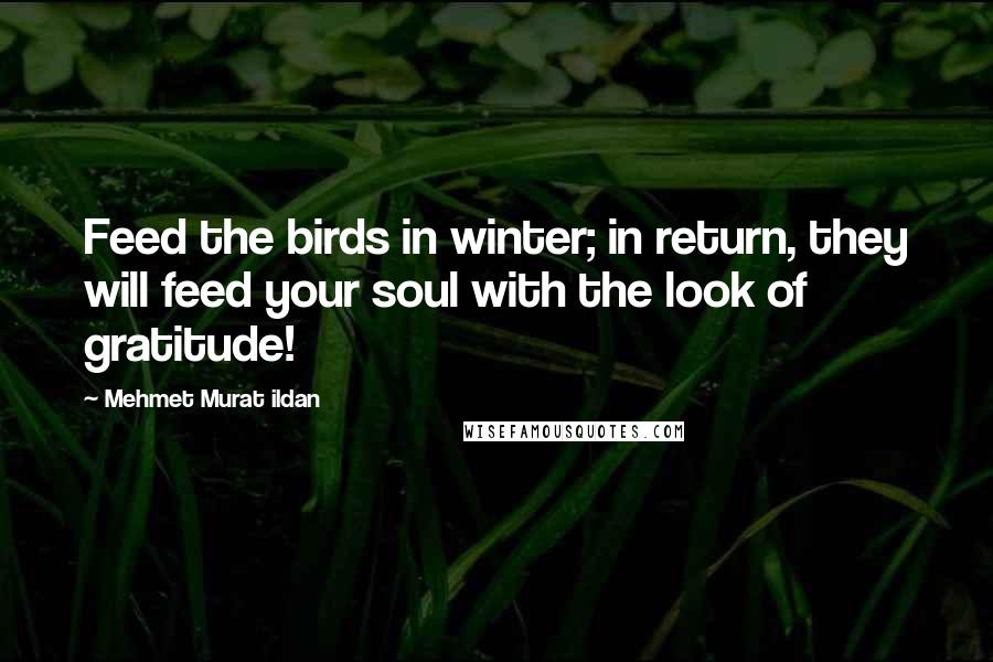 Mehmet Murat Ildan Quotes: Feed the birds in winter; in return, they will feed your soul with the look of gratitude!