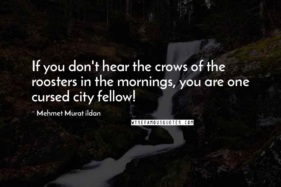 Mehmet Murat Ildan Quotes: If you don't hear the crows of the roosters in the mornings, you are one cursed city fellow!