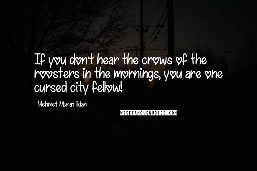Mehmet Murat Ildan Quotes: If you don't hear the crows of the roosters in the mornings, you are one cursed city fellow!