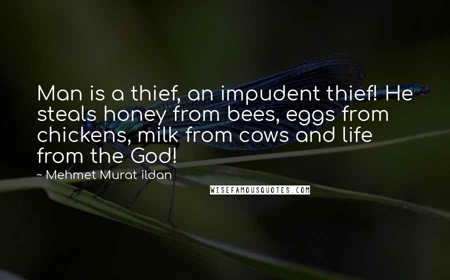 Mehmet Murat Ildan Quotes: Man is a thief, an impudent thief! He steals honey from bees, eggs from chickens, milk from cows and life from the God!