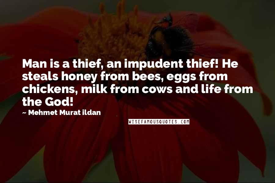 Mehmet Murat Ildan Quotes: Man is a thief, an impudent thief! He steals honey from bees, eggs from chickens, milk from cows and life from the God!