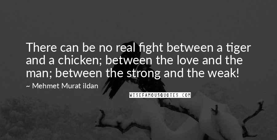 Mehmet Murat Ildan Quotes: There can be no real fight between a tiger and a chicken; between the love and the man; between the strong and the weak!
