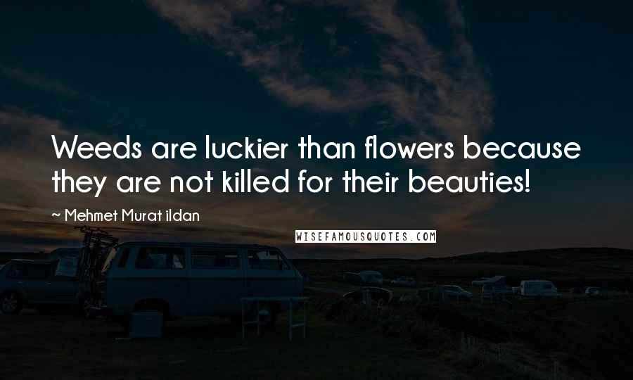 Mehmet Murat Ildan Quotes: Weeds are luckier than flowers because they are not killed for their beauties!