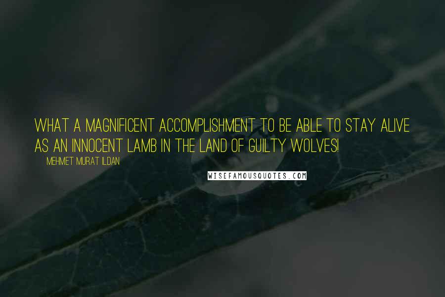 Mehmet Murat Ildan Quotes: What a magnificent accomplishment to be able to stay alive as an innocent lamb in the land of guilty wolves!