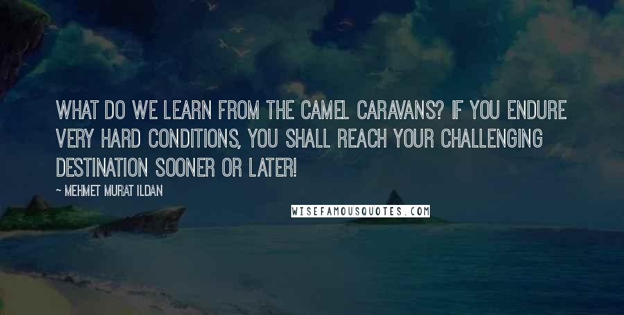 Mehmet Murat Ildan Quotes: What do we learn from the camel caravans? If you endure very hard conditions, you shall reach your challenging destination sooner or later!