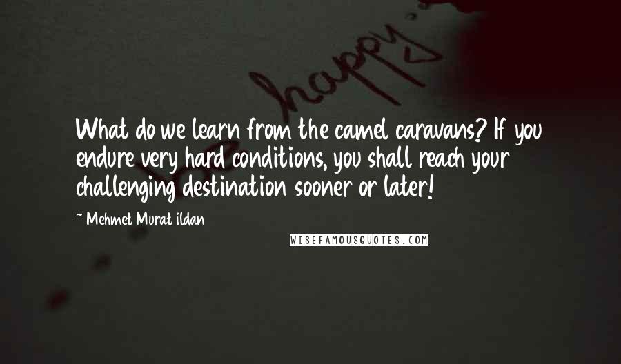 Mehmet Murat Ildan Quotes: What do we learn from the camel caravans? If you endure very hard conditions, you shall reach your challenging destination sooner or later!