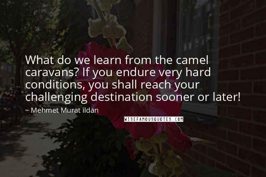 Mehmet Murat Ildan Quotes: What do we learn from the camel caravans? If you endure very hard conditions, you shall reach your challenging destination sooner or later!