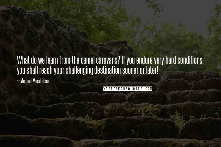 Mehmet Murat Ildan Quotes: What do we learn from the camel caravans? If you endure very hard conditions, you shall reach your challenging destination sooner or later!