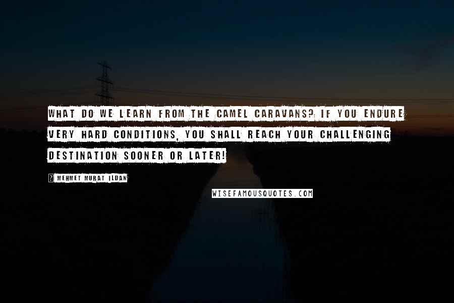 Mehmet Murat Ildan Quotes: What do we learn from the camel caravans? If you endure very hard conditions, you shall reach your challenging destination sooner or later!