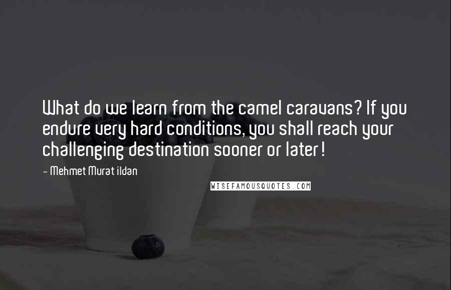 Mehmet Murat Ildan Quotes: What do we learn from the camel caravans? If you endure very hard conditions, you shall reach your challenging destination sooner or later!