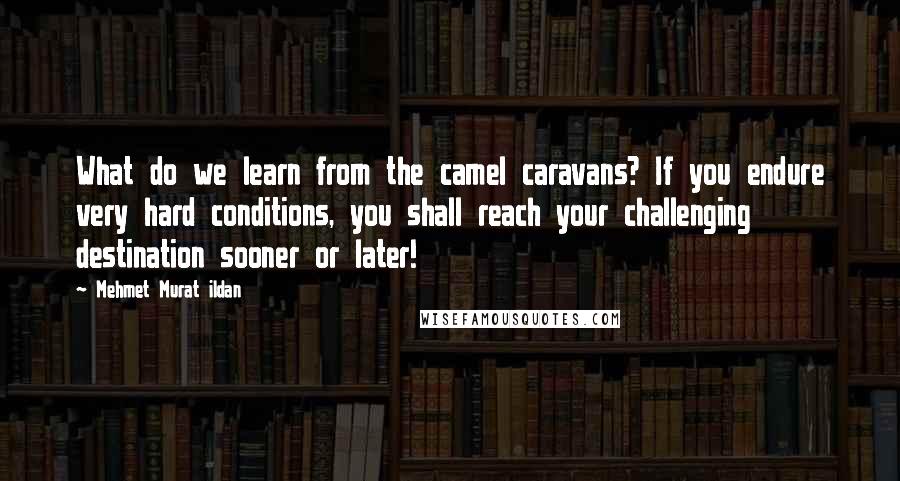 Mehmet Murat Ildan Quotes: What do we learn from the camel caravans? If you endure very hard conditions, you shall reach your challenging destination sooner or later!