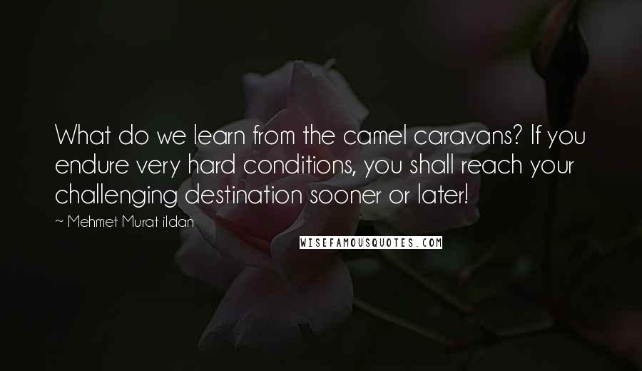 Mehmet Murat Ildan Quotes: What do we learn from the camel caravans? If you endure very hard conditions, you shall reach your challenging destination sooner or later!