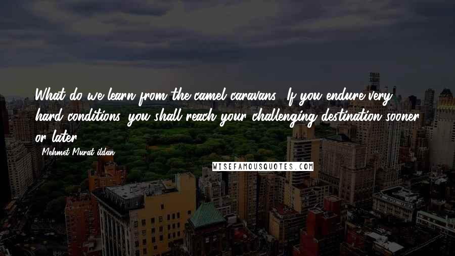 Mehmet Murat Ildan Quotes: What do we learn from the camel caravans? If you endure very hard conditions, you shall reach your challenging destination sooner or later!