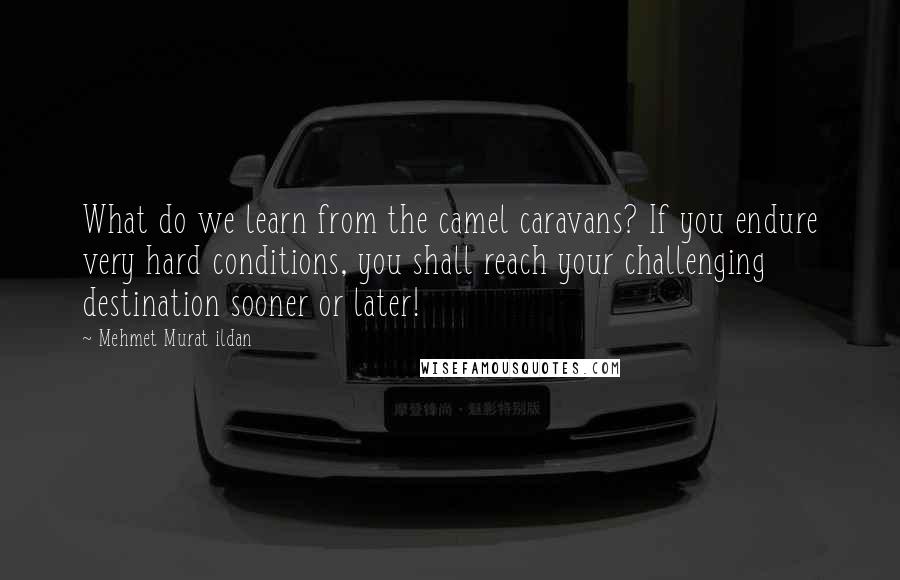 Mehmet Murat Ildan Quotes: What do we learn from the camel caravans? If you endure very hard conditions, you shall reach your challenging destination sooner or later!