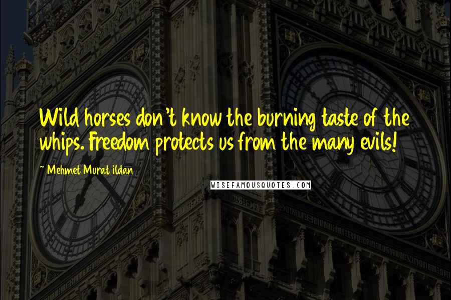 Mehmet Murat Ildan Quotes: Wild horses don't know the burning taste of the whips. Freedom protects us from the many evils!