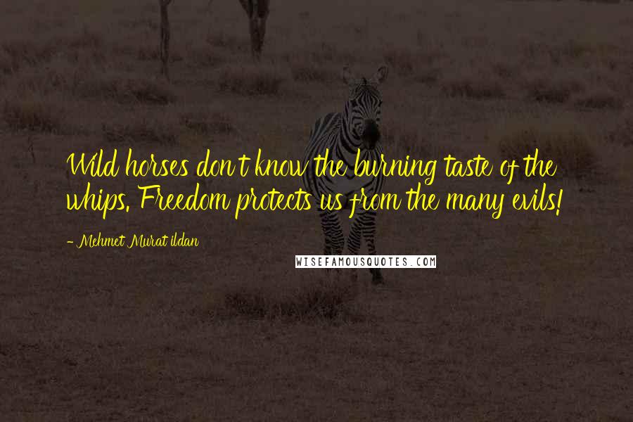 Mehmet Murat Ildan Quotes: Wild horses don't know the burning taste of the whips. Freedom protects us from the many evils!