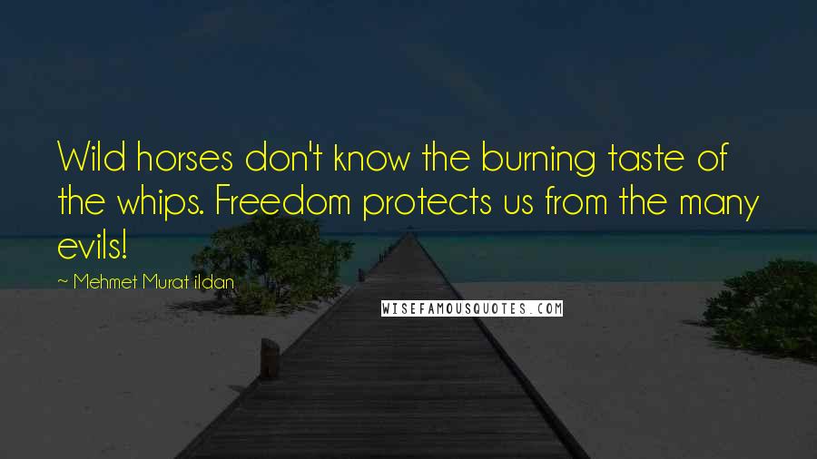 Mehmet Murat Ildan Quotes: Wild horses don't know the burning taste of the whips. Freedom protects us from the many evils!