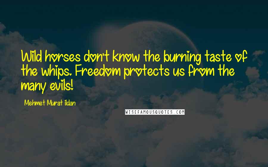Mehmet Murat Ildan Quotes: Wild horses don't know the burning taste of the whips. Freedom protects us from the many evils!