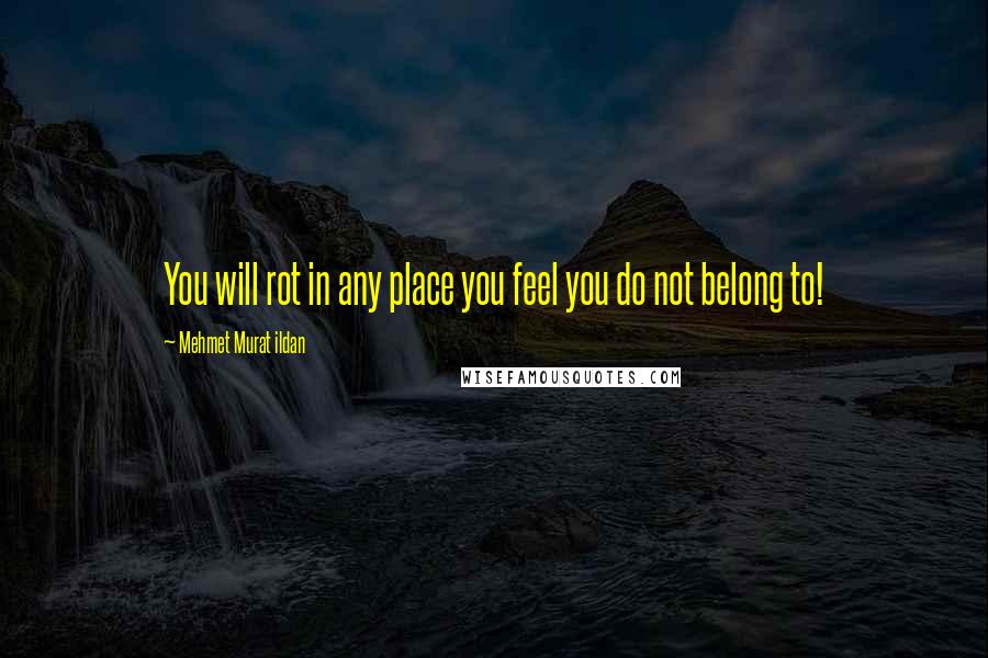 Mehmet Murat Ildan Quotes: You will rot in any place you feel you do not belong to!