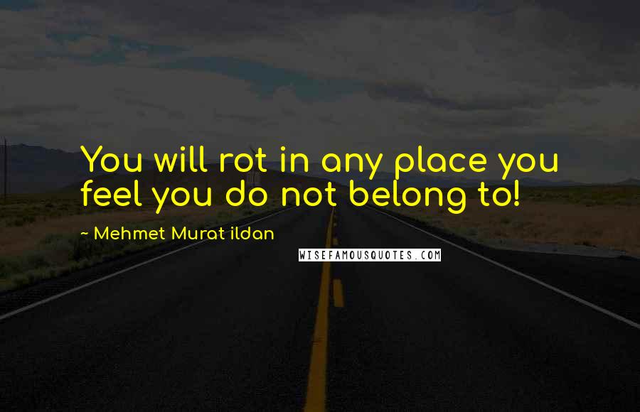 Mehmet Murat Ildan Quotes: You will rot in any place you feel you do not belong to!