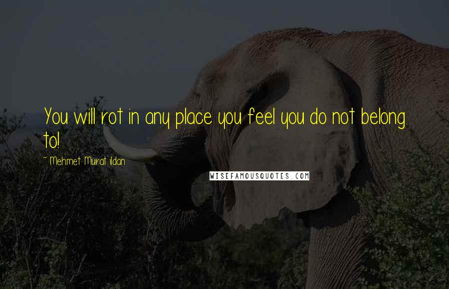 Mehmet Murat Ildan Quotes: You will rot in any place you feel you do not belong to!