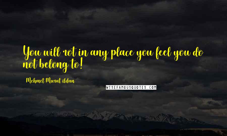 Mehmet Murat Ildan Quotes: You will rot in any place you feel you do not belong to!