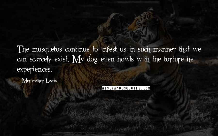 Meriwether Lewis Quotes: The musquetos continue to infest us in such manner that we can scarcely exist. My dog even howls with the torture he experiences.