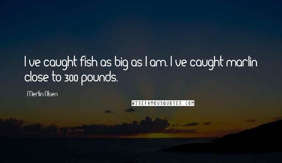 Merlin Olsen Quotes: I've caught fish as big as I am. I've caught marlin close to 300 pounds.