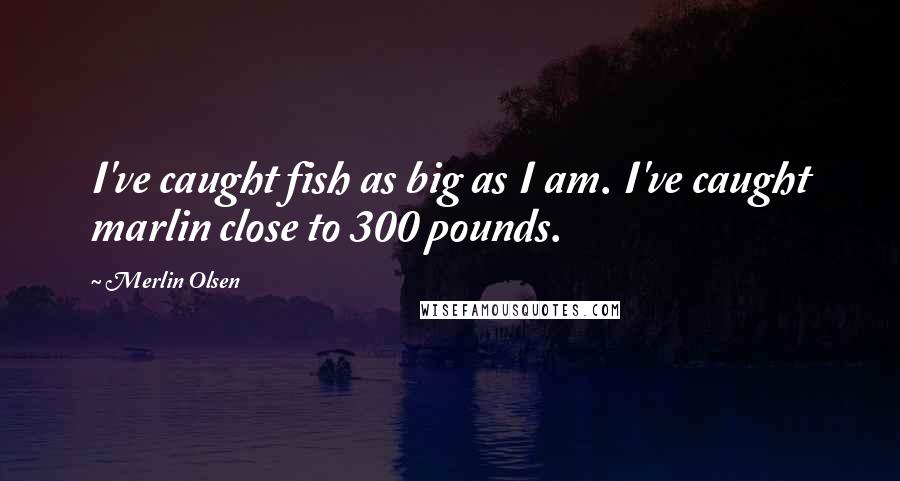 Merlin Olsen Quotes: I've caught fish as big as I am. I've caught marlin close to 300 pounds.